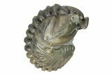 Wide, Enrolled Flexicalymene Trilobite - Indiana #287749-2